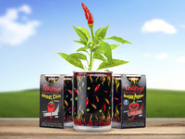 Chilimania - Odla Chili