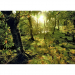 Heye Pussel: Magic Forest: Glade 1000 bitar